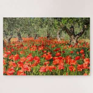 Puzzle Fleurs de pavot rouge sous les vieux oliviers