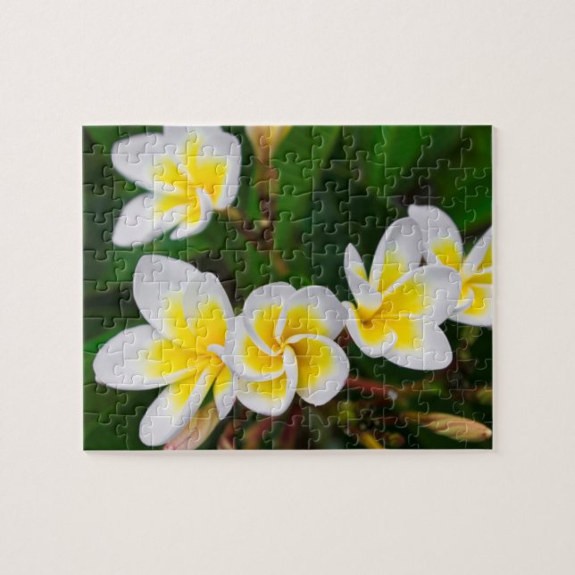 Puzzle Fleurs de plumeria en gros plan, Hawaï (Horizontal)