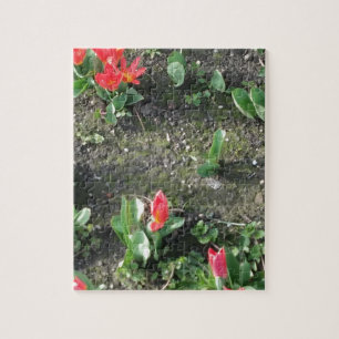 Puzzle fleurs de printemps rouges dans le parc