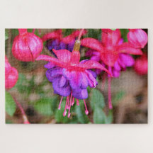 Fleurs Fuchsia roses et violettes en fleurs