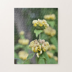 Puzzle Fleurs jaunes Londres Jardin luxuriant Angleterre