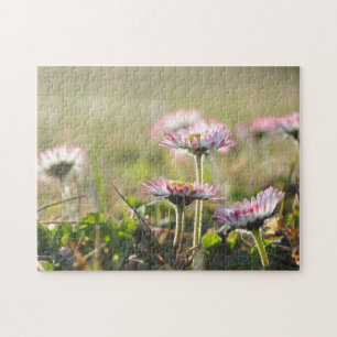 Puzzle Fleurs marguerites Fleur Champ de printemps prairi