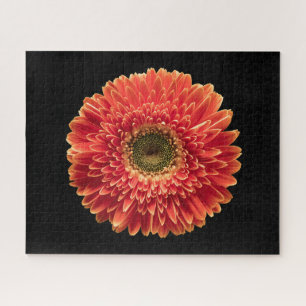Puzzle Fleurs   Orange Gerbera Daisy