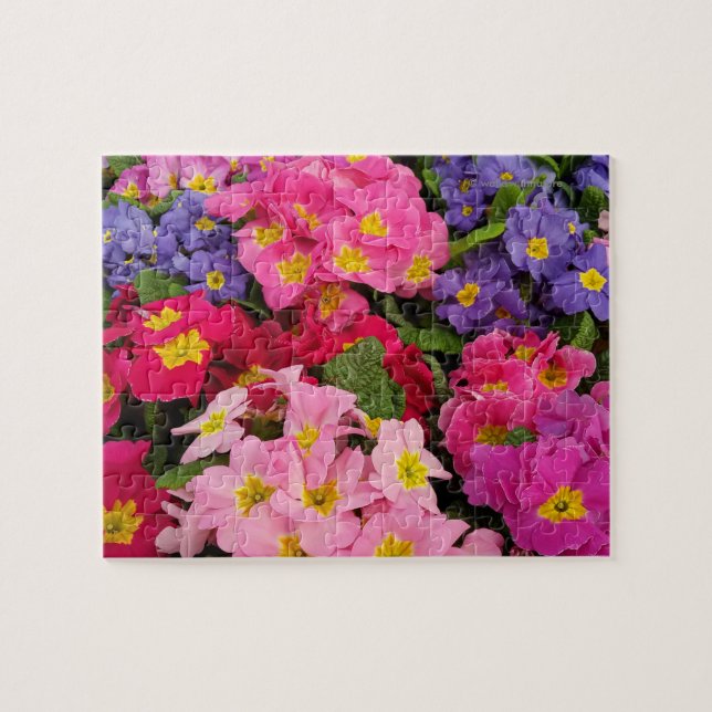 Puzzle Fleurs Primules couleur Medley rose bleu violet (Horizontal)