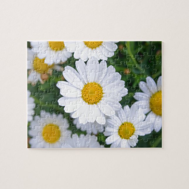 Puzzle Fleurs printanières sur mesure - Fleurs marguerite (Horizontal)