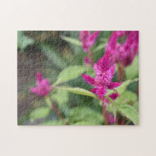Puzzle Fleurs roses Celosia Garden Nature Photographie