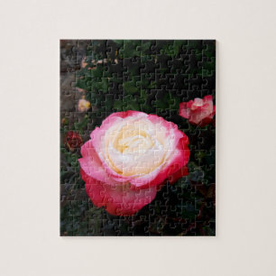 Puzzle Fleurs roses, Roses blanches rouges roses