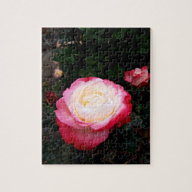 Puzzle Fleurs roses, Roses blanches rouges roses (Vertical)