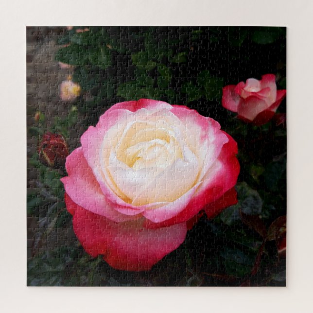Puzzle Fleurs roses, Roses blanches rouges roses (Vertical)