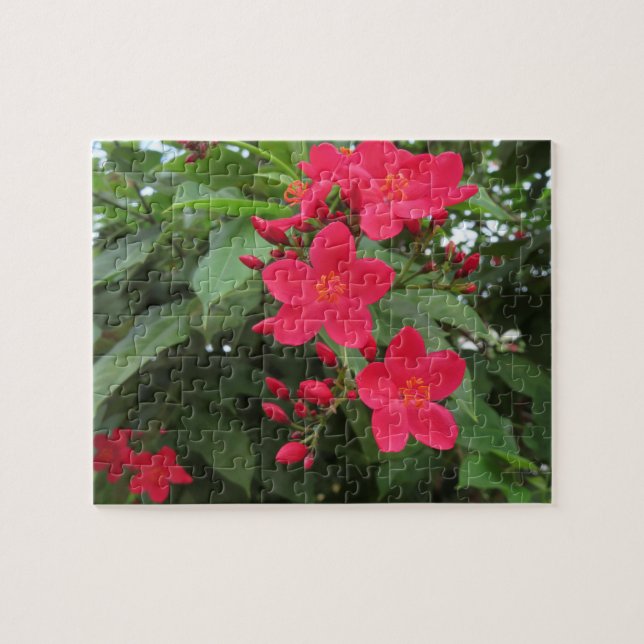 Puzzle Fleurs rouges de Jatropha (Horizontal)