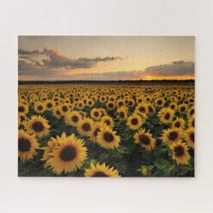 Puzzle Fleurs   Terrain de tournesol