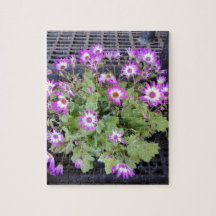 Fleurs Violettes