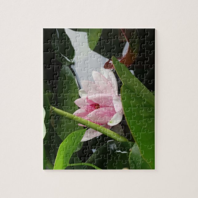Puzzle Floral Photo Fleurs roses Eau Lilly (Vertical)