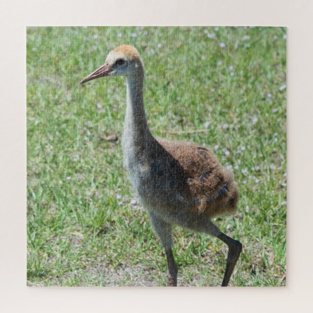 Puzzle Floride colorée Grues Sandhill Photo Faune (Vertical)