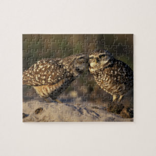 Puzzle Floride, Fort Myers. Liens de couple chez le Petit