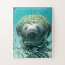 Floride Manatee