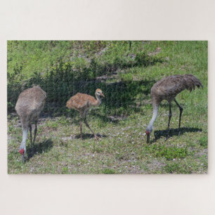 Puzzle Floride Sandhill Cranes famille photo