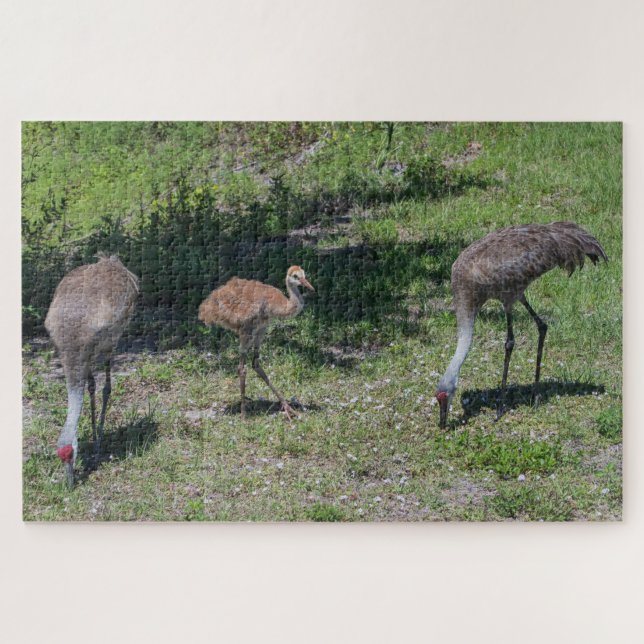 Puzzle Floride Sandhill Cranes famille photo (Horizontal)