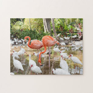 Puzzle Floride tropicale Flamants roses roses Pittoresque