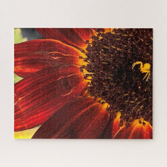 Puzzle Flower Crab Spider and Red Sunflower (Horizontal)