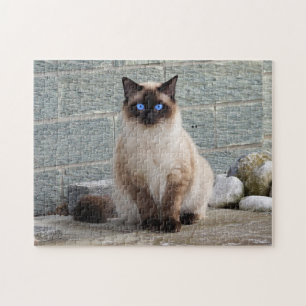 Puzzle Fluffy Chat aux yeux bleus