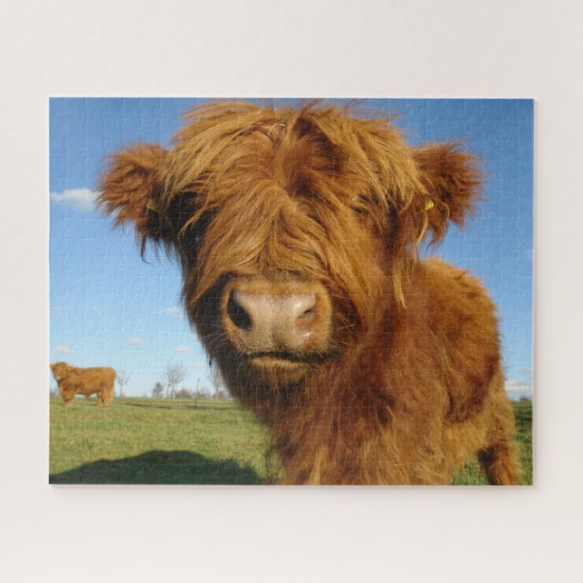 Puzzle Fluffy Scottish Highland Cow (Horizontal)