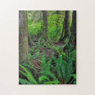 Puzzle Forêt Scénique Verte Luxuriante