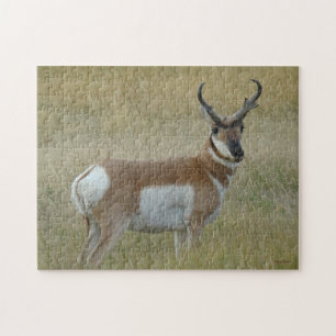 Puzzle Fortune d'antilope d'A1 Pronghorn