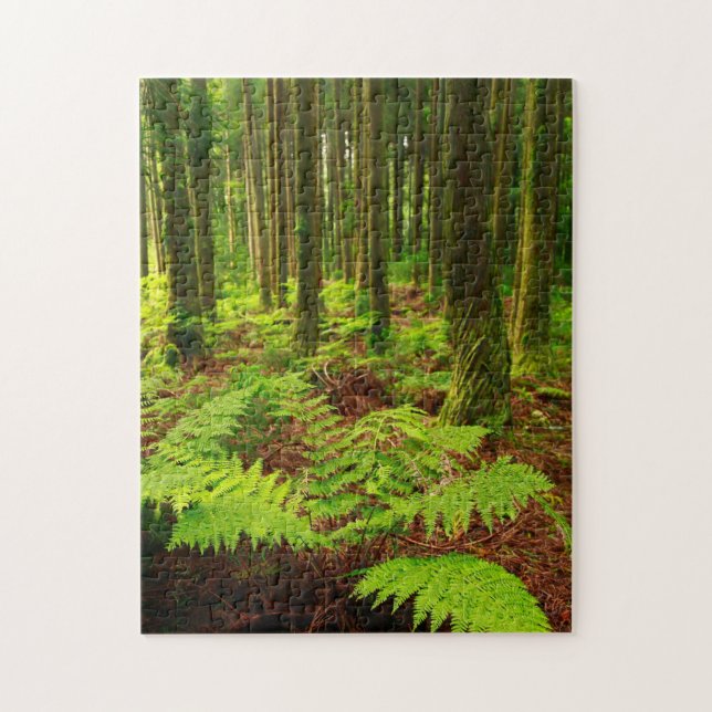Puzzle Fougères dans la forêt (Vertical)