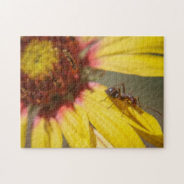 Puzzle fourmi (Horizontal)