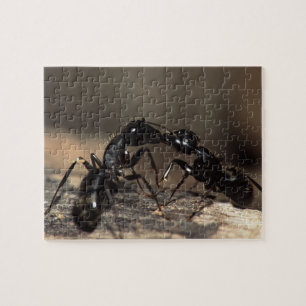 Puzzle Fourmis