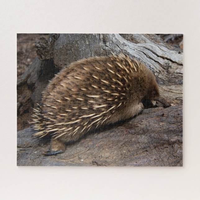 Puzzle Furry Spiky Echidna Animal Wildlife, 520 pièces (Horizontal)