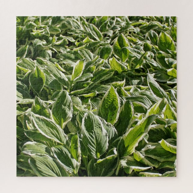 Puzzle Garden Green White Hosta Plante Botanical Prints (Vertical)