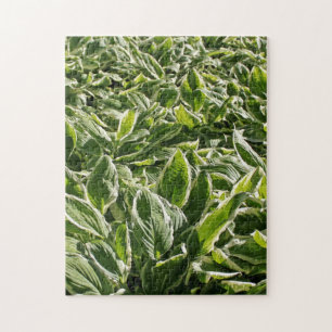 Puzzle Garden Green White Hosta Plantes Été Printemps Coo