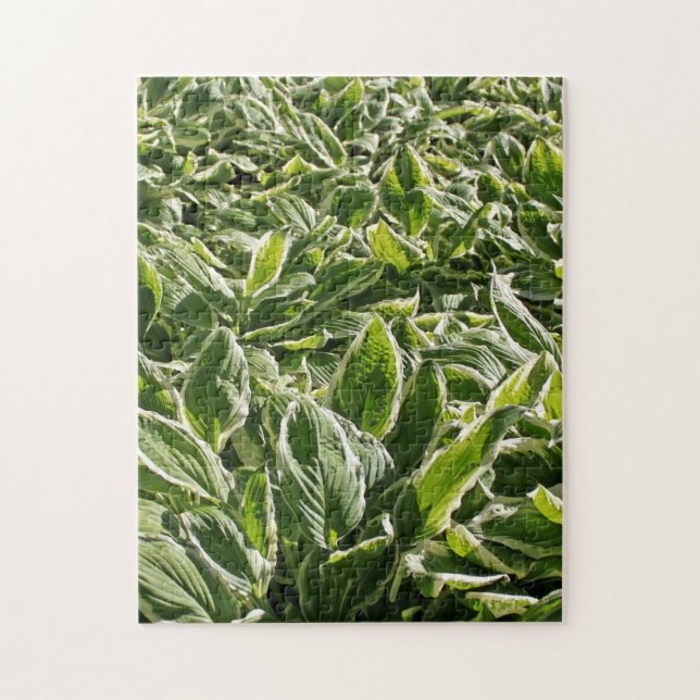 Puzzle Garden Green White Hosta Plantes Été Printemps Coo (Vertical)