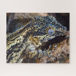 Puzzle Gargoyle Gecko Pet Lizard
