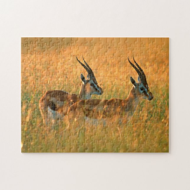 Puzzle Gazelle de Thomson (Gazella Thomsonii) à l'aube (Horizontal)