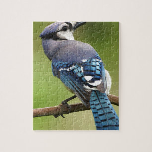 Puzzle Geai bleu pensant à vous papa de maman de famille