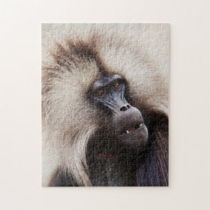 Puzzle Gelada Baboon, Éthiopie