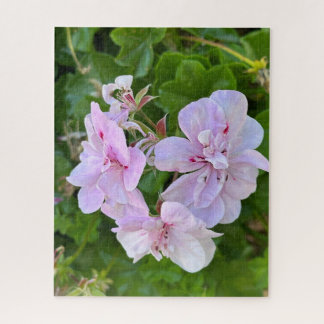 Puzzle Géranium à lierre rose pâle, Oakland