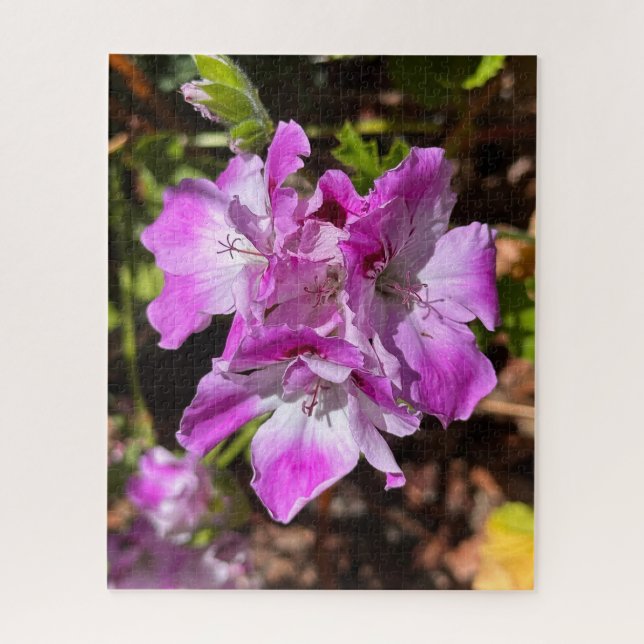 Puzzle Géranium de Martha Washington rose lavande, Oaklan (Vertical)