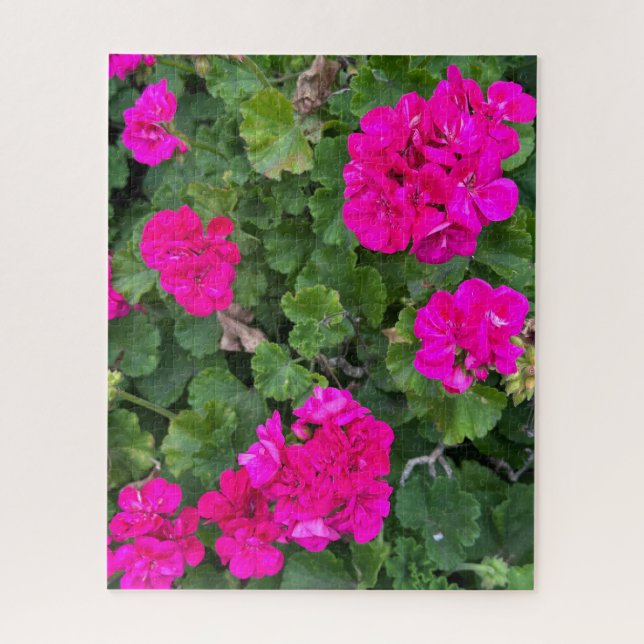 Puzzle Géranium zonal rose chaud, San Mateo (Vertical)