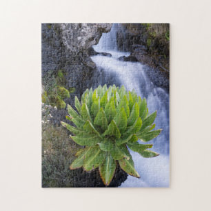 Puzzle Giant Groundsel ou Dendrosenecio 2