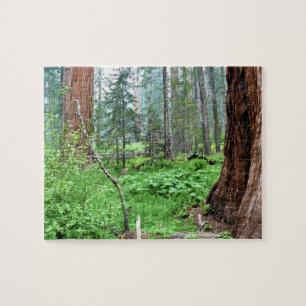 Puzzle Giant Sequoias in Grant Grove, CA