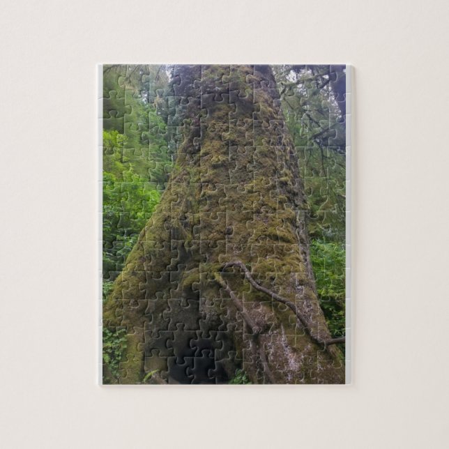 Puzzle Giant Spruce Tree, Cape Perpetua, Oregon (Vertical)