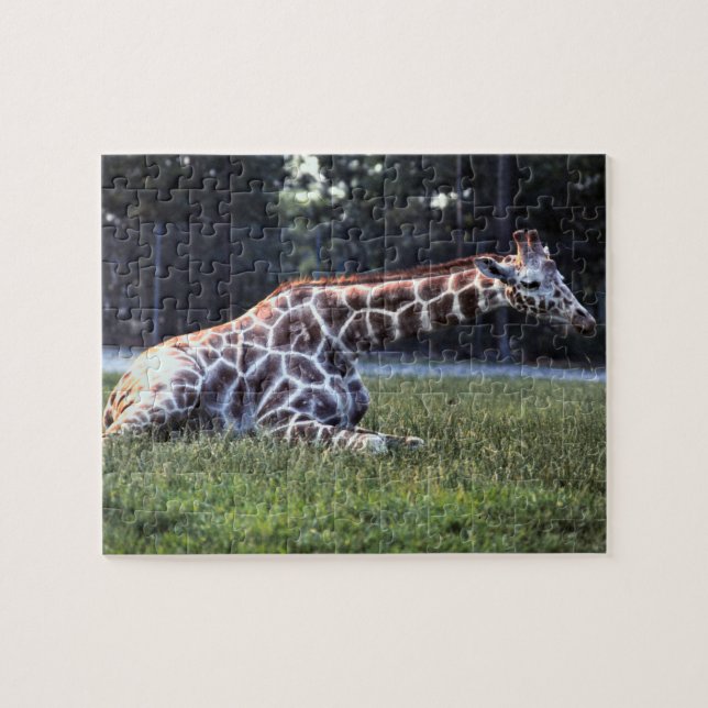 Puzzle Girafe de repos (Horizontal)