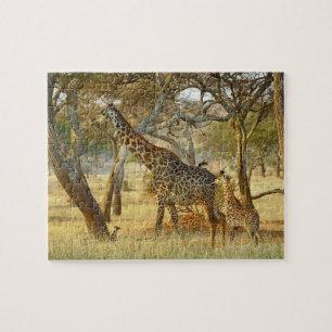 Puzzle Girafe femelle adulte et juvénile, Giraffa