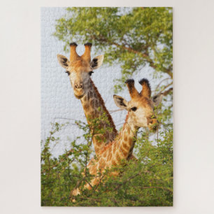 Puzzle Girafes dépassant la végétation