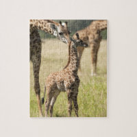 Girafes maasaï, Giraffa camelopardalis 2