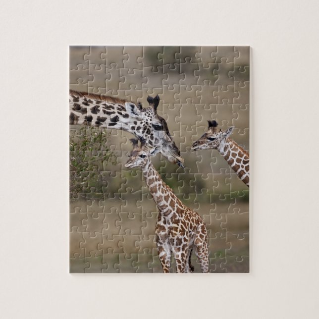 Puzzle Giraffe Masaï (Giraffe Tippelskirchi) (Vertical)